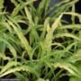 Hosta – Curly Fries – #1 Container